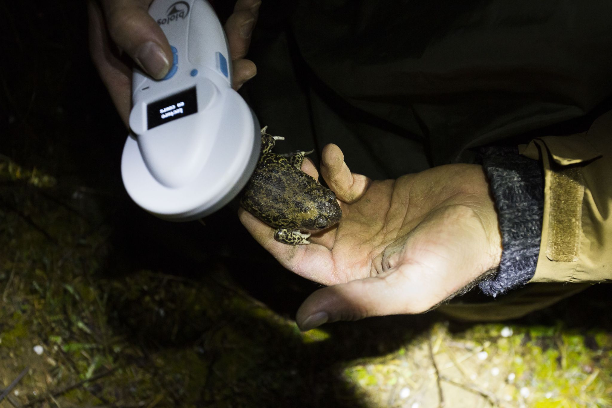 Identification of a Pelobates cultripes © David Tatin Orbisterre